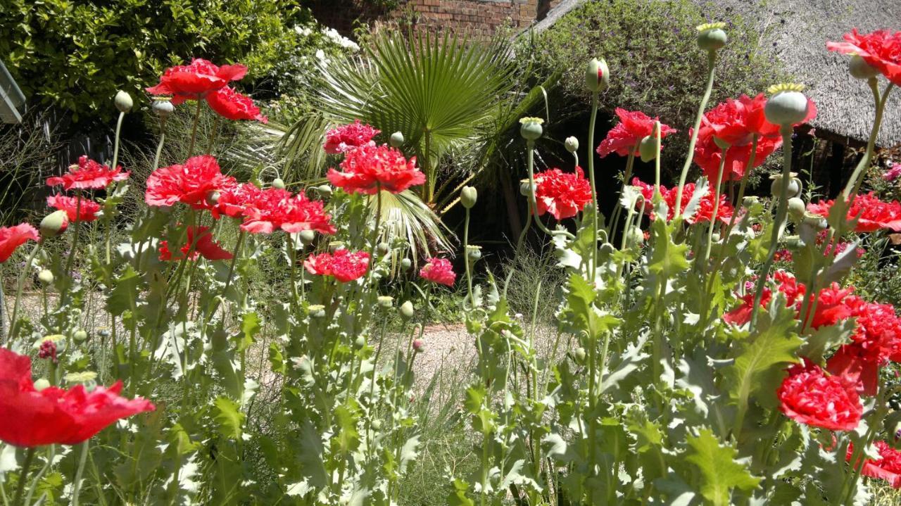 Agterplaas Guesthouse Pty Ltd Johannesburg Exteriör bild