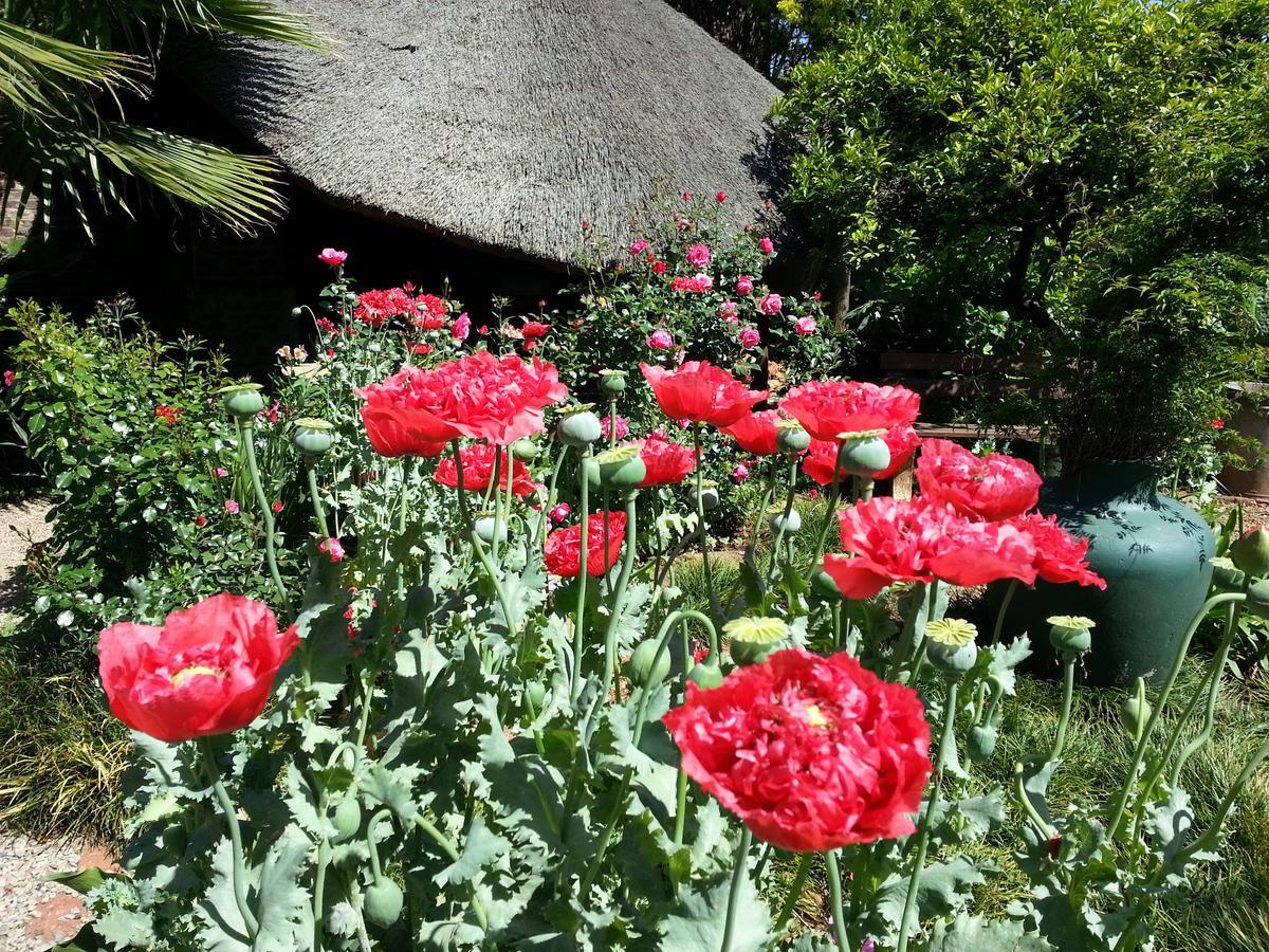 Agterplaas Guesthouse Pty Ltd Johannesburg Exteriör bild